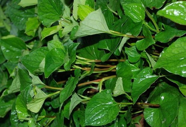 野生水塘的附近会有污染吗,农村水沟常见的野生鱼