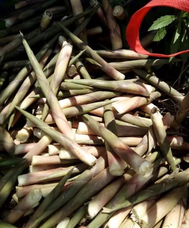 浙江现在这种笋叫什么笋,有一种很大的竹笋叫啥笋