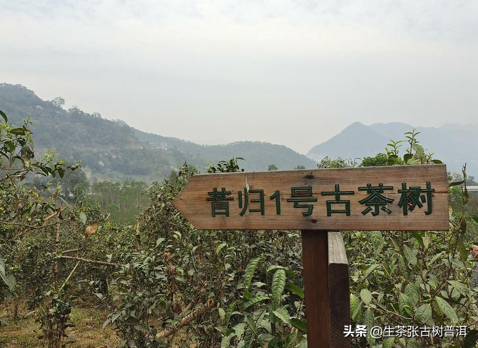 小户赛和昔归的口感区别,昔归普洱茶是哪个产区