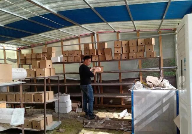 小伙养殖胡蜂一只蜂王卖3000元,农村小伙养殖胡蜂年突破百万