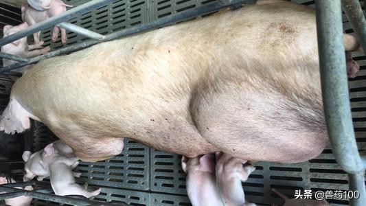 母猪流产怎么治,猪场母猪流产