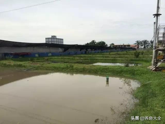 养金龙鱼过程马来西亚,马来西亚养金龙