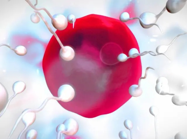 生殖器疱疹传染概率,生殖器疱疹病毒影响生育