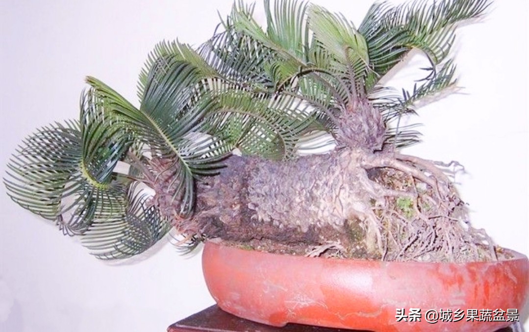 铁树盆景养殖技巧,铁树盆景制作全过程