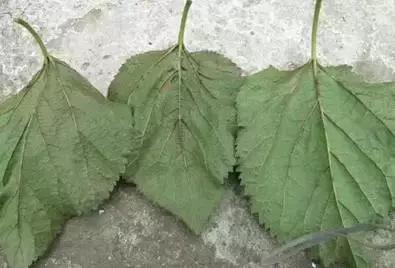 草莓叶片边缘发黑是怎么回事,草莓叶片发红发黄怎么回事