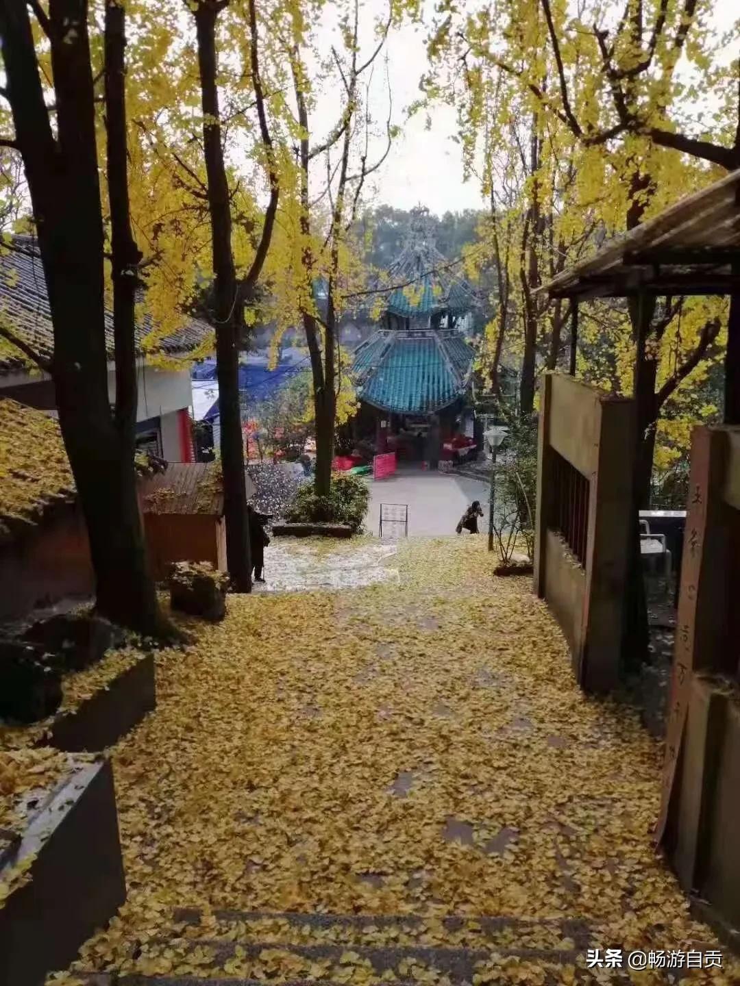 恰逢仲冬季节，追寻自贡唯美黄金叶