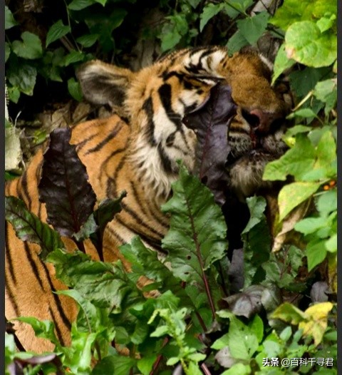 王者也会栽跟头——盘点在野生环境中杀死过成年老虎狮子的动物