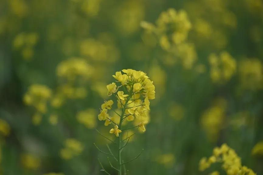 微距镜头选择最大的差异,微距镜头为什么一般是长焦