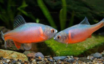 农村有一种鱼带点苦味叫什么鱼,农村常见的这种鱼竟然是大补药