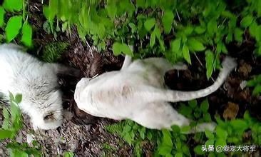 捕猎动力高的犬怎么训练,真材实料的技能