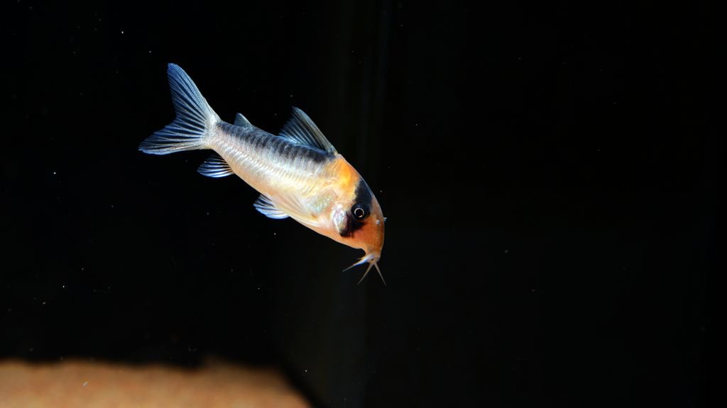 养鼠经验总结,鼠鱼的养殖方法和注意事项