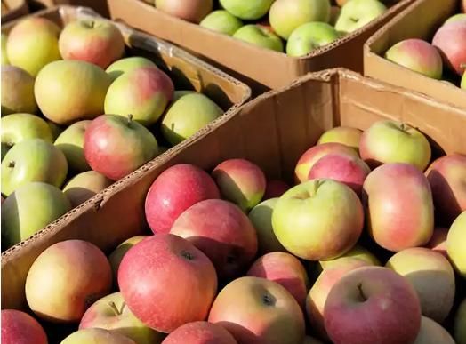 以前的老苹果品种,苹果的老品种有哪些