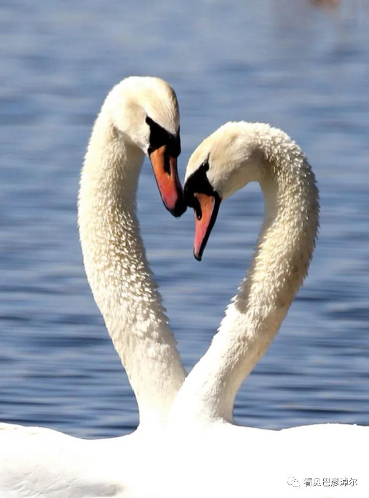 内蒙古巴彦淖尔有多美,巴彦淖尔有多美