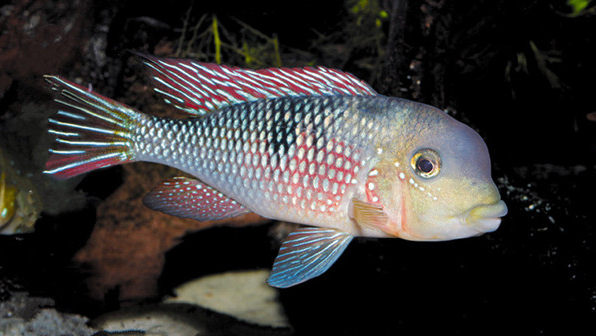 慈鲷品种,慈鲷类型