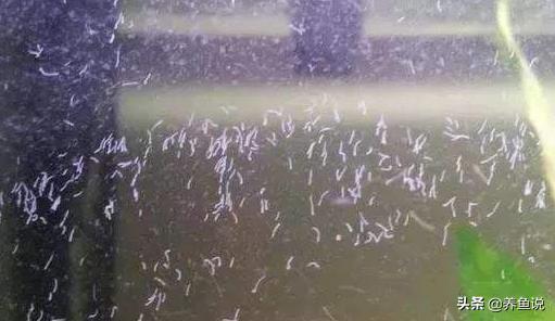 鱼缸上有小虫子怎么处理,鱼缸有白色小虫子怎么处理