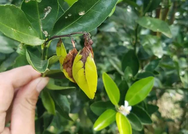 柑橘油斑病和褐斑病图片,柑橘褐斑病危害特征防治方法