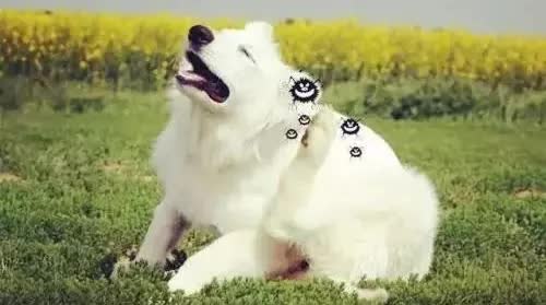 生病狗狗死之前的征兆,狗狗生病快不行的征兆