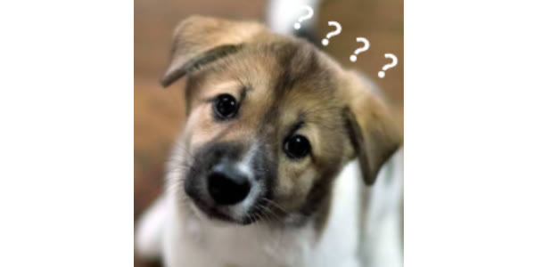 狗子挑食不吃饭怎么办是生病了吗,狗子挑食怎么处理最有效