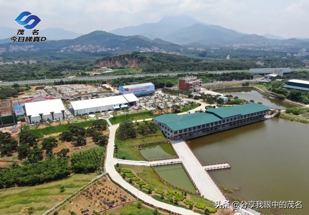 茂名荔枝大会,茂名市520荔枝产业大会