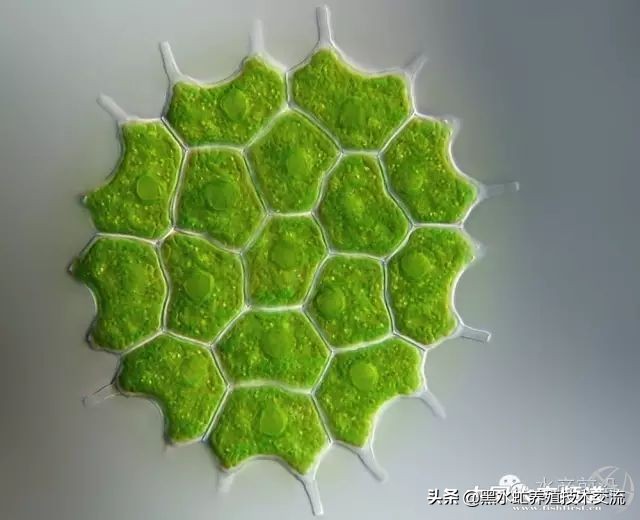 水产藻类大全图片,水产藻类知识大全