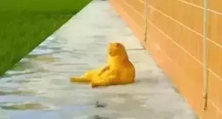 橘猫的7大优点养过的人都说好,自从养了猫才知道什么是爱