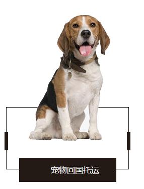 带狗狗旅行怎么运输宠物,狗狗飞机托运怎样办理