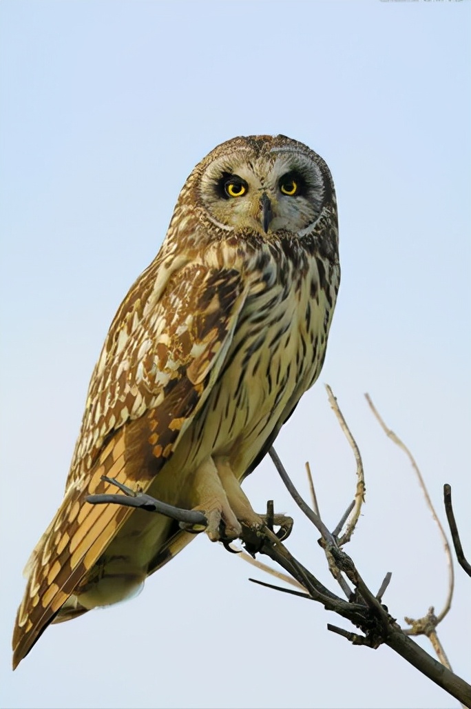 东江揽胜,惠州淡水常见鸟类图谱