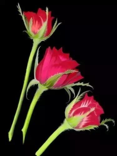 520情人节祝福送上真的太美了,最新的520情人节