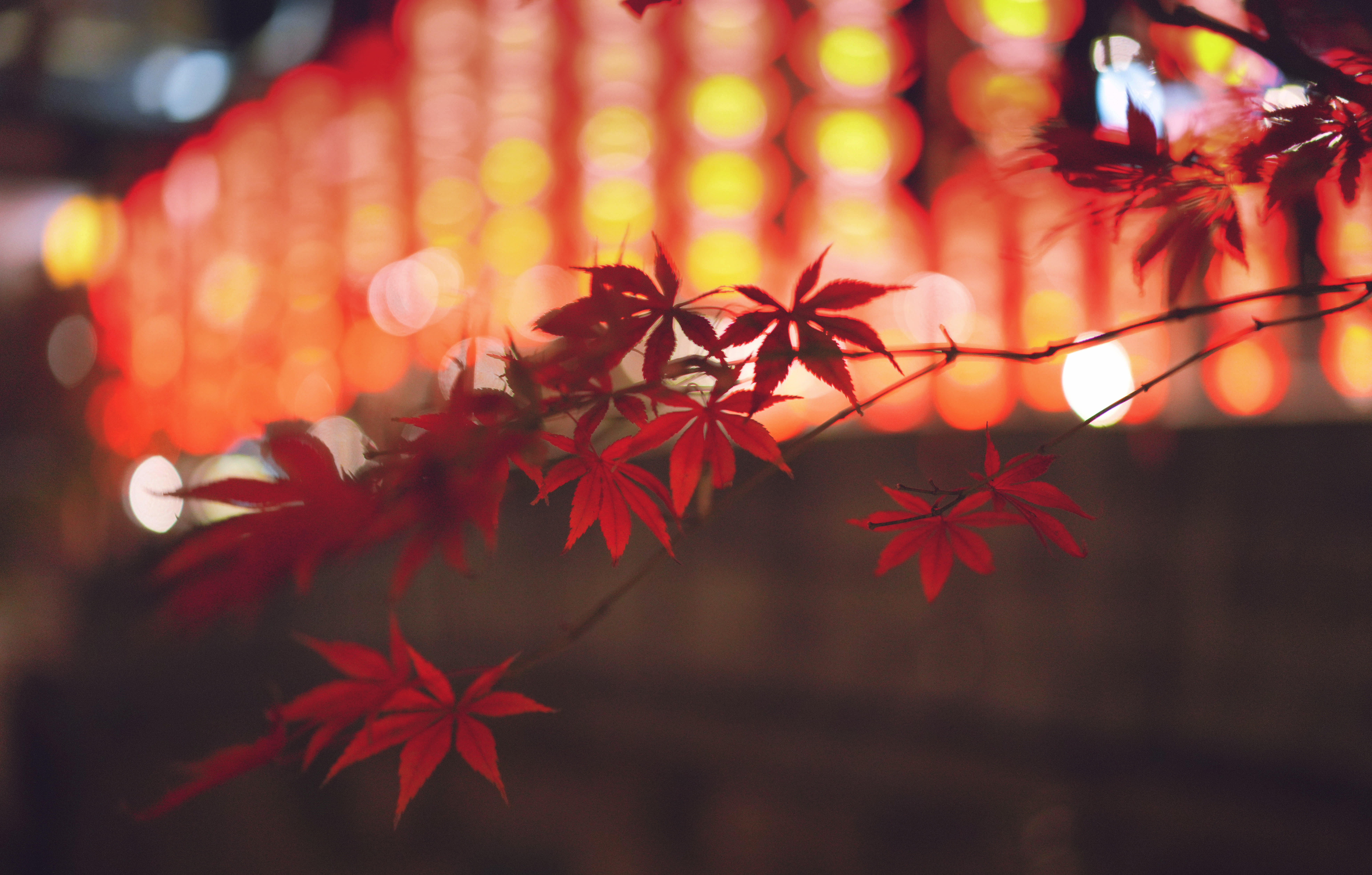 婺源熹园全景,婺源熹园宾舍门票