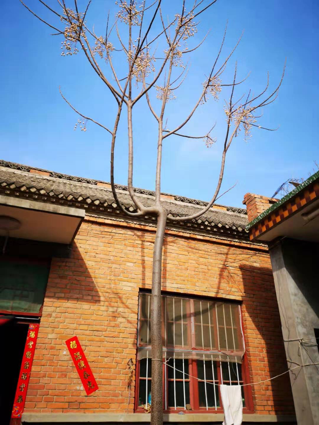 苦楝子树描述,苦楝树外形诡异