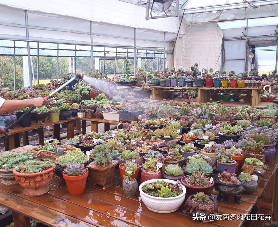 投资多肉植物有前景吗,投资花卉大棚能赚钱吗