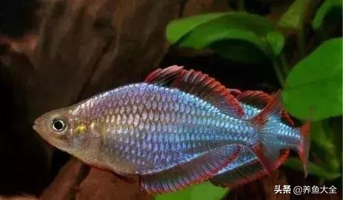 适合裸缸养的中小型热带观赏鱼,水草缸小型热带鱼