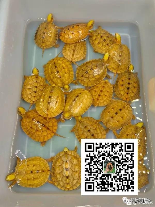 金钱龟不吃东西怎么办还不愿意动,金钱龟突然不吃东西怎么办