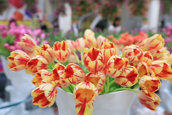 森林花海亲子游攻略,森林公园亲子游推荐