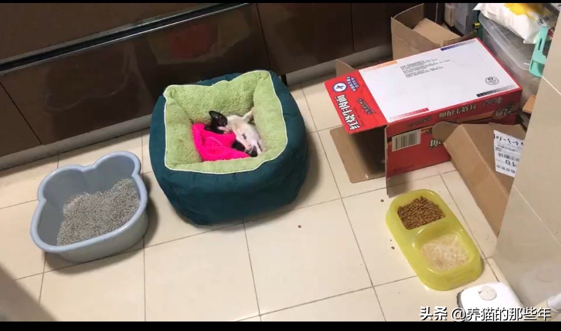 领养的布偶猫刚到家为什么怕人,流浪猫领养后怕人