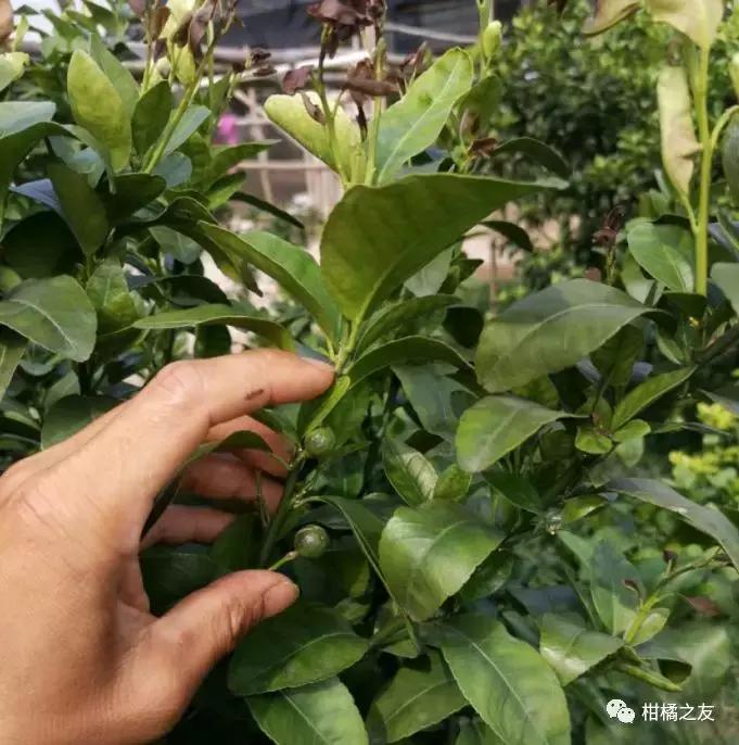 呋虫胺对柑橘幼果有药害吗,柑橘被药害落果怎么补救