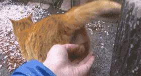 为什么现在年轻人喜欢养猫,当代年轻人不养孩子养猫