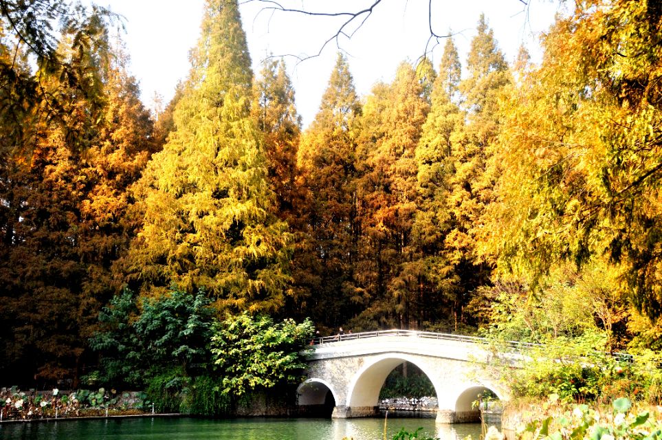 湖北恩施水杉在哪里,恩施水杉公园