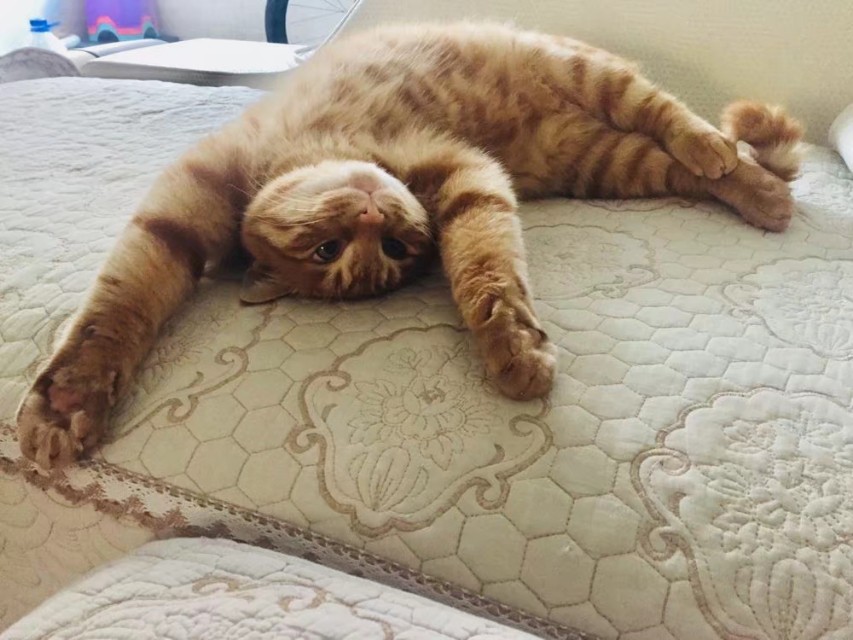 宠物可以用人用药吗,人用药能给猫用吗