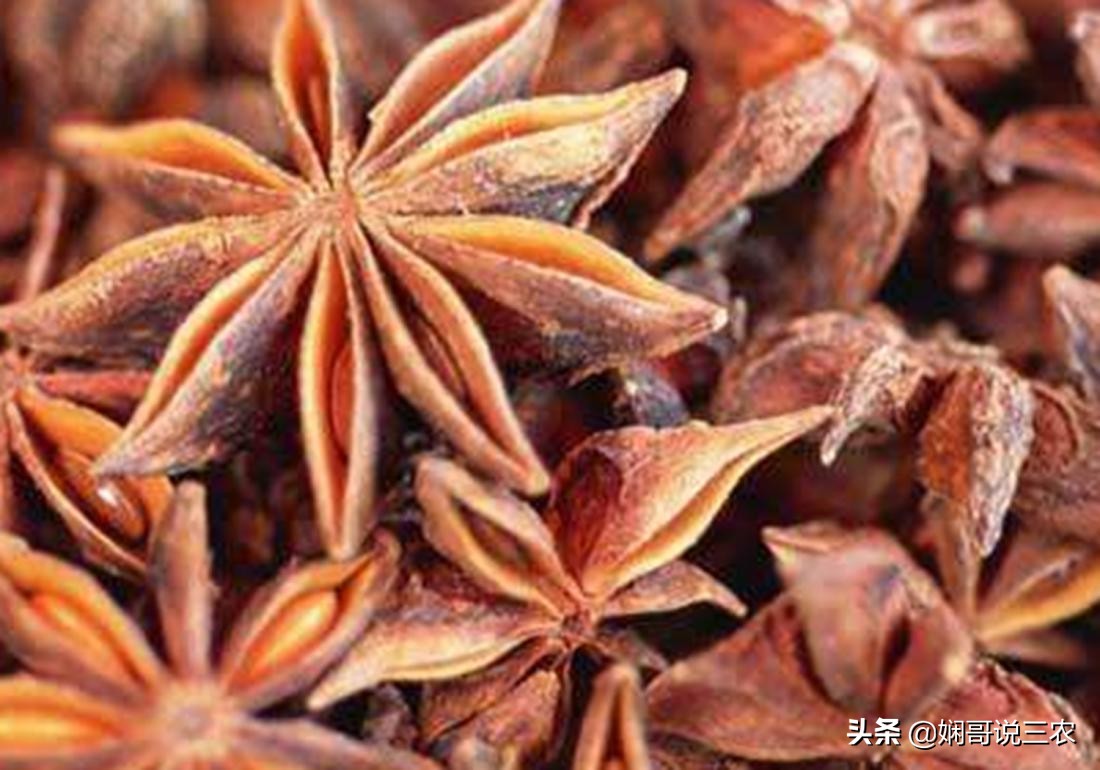 八角幼苗如何施肥,怎么种植八角成活率才高