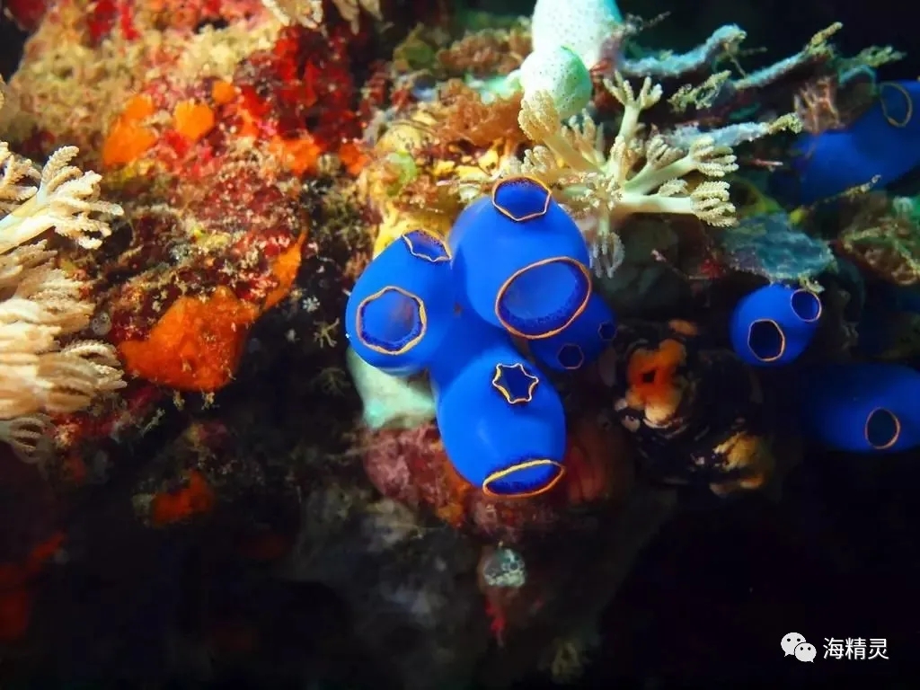 活石上不请自来的“偷渡客”，你们都是谁？