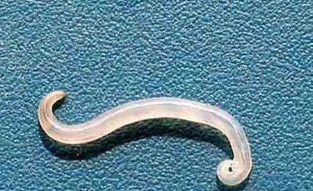 春天宠物驱虫的正确方法,驱虫春季宠物