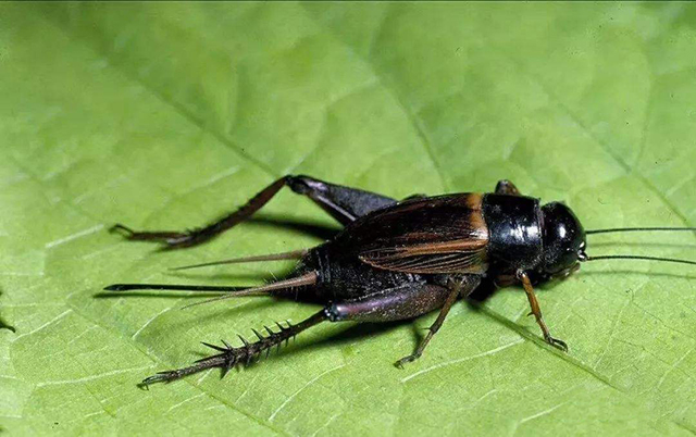 钓鱼奇葩饵料,你们用过最好用的饵料