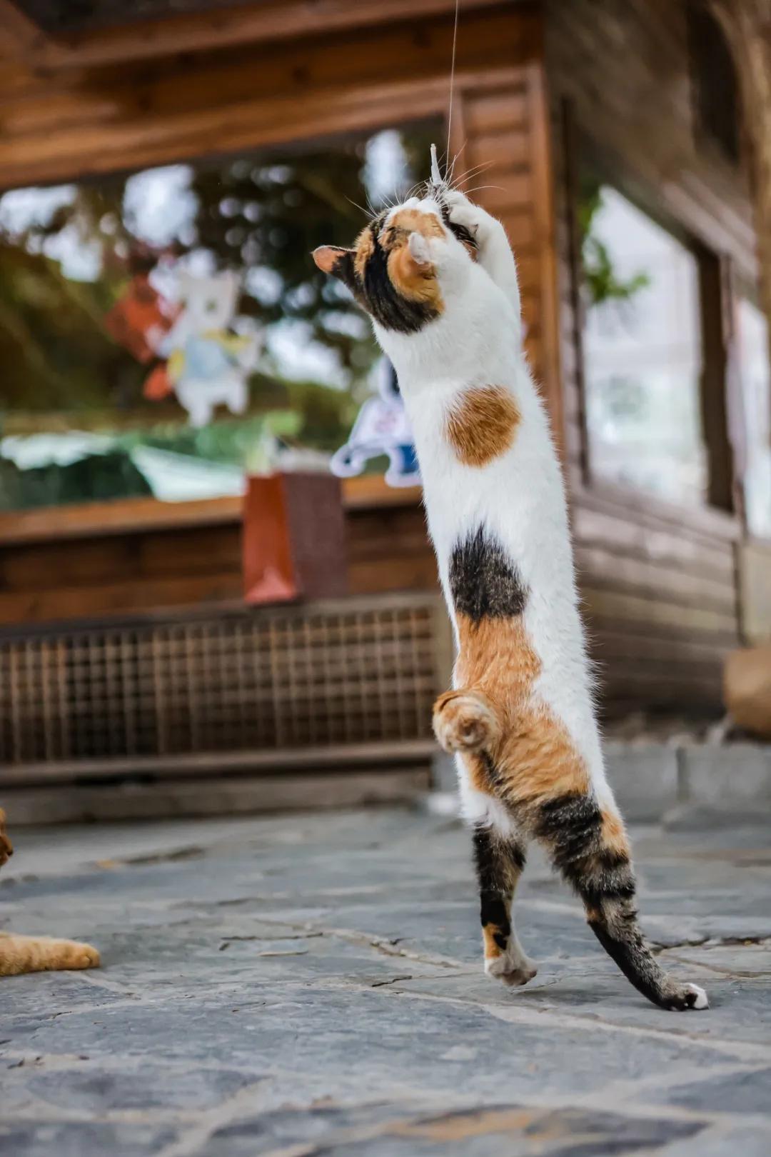 米麒麟：我掉缸怎么了？