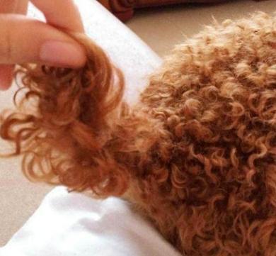 怎么挑选泰迪犬好看,怎么挑选泰迪犬幼犬