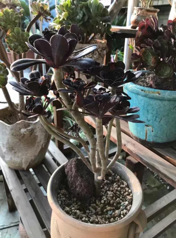 多肉植物法师黑腐了怎么“救”?这2招了解一下吧