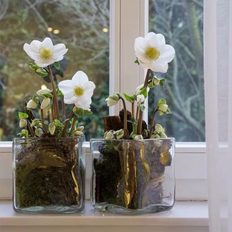 冬天一定要养的十种花,冬天养花养哪些植物好看