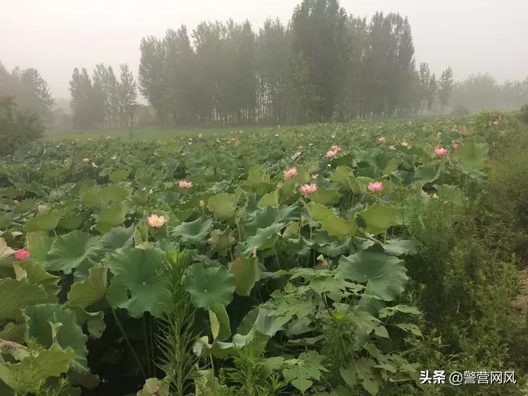 念念不忘必有回响阿离,念念不忘必有回响散文朗诵