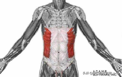 产后腹直肌分离怎么瘦肚子,产后腹直肌分离肚子松松垮垮