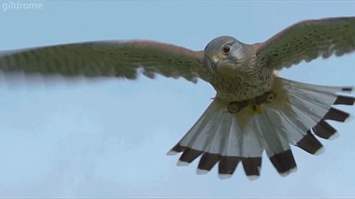 鸟类的产热结构,鸟类的结构特点有哪些